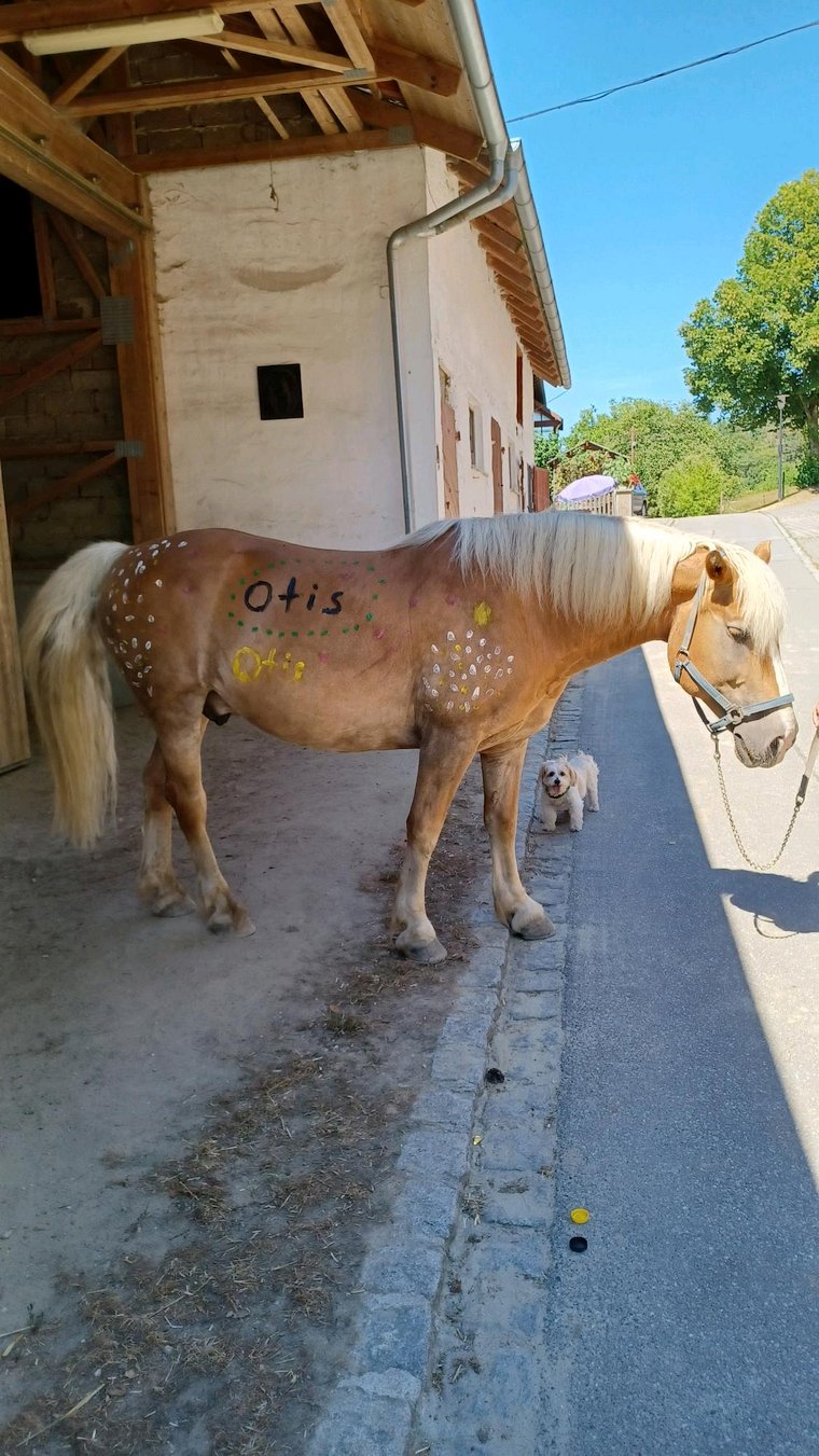 Ponytag August 2022 - Anmalen der Pferde: Otis